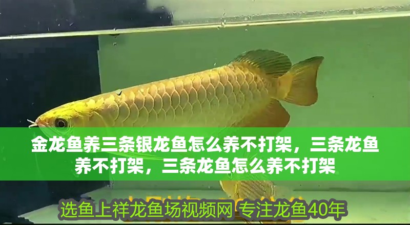 金龍魚養三條銀龍魚怎么養不打架，三條龍魚養不打架，三條龍魚怎么養不打架