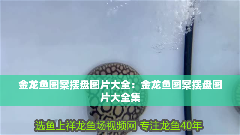 金龍魚圖案擺盤圖片大全：金龍魚圖案擺盤圖片大全集