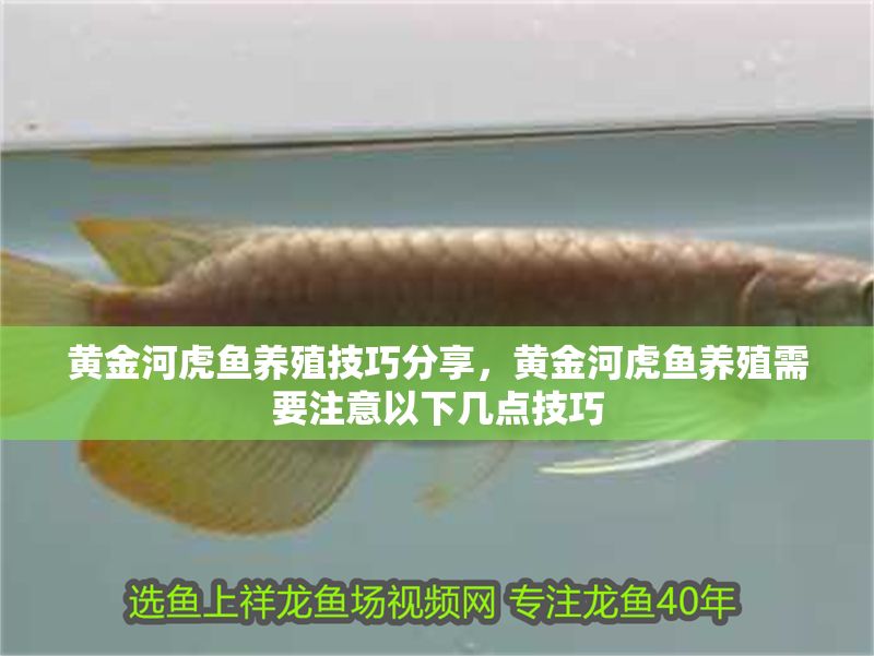 黃金河虎魚養殖技巧分享，黃金河虎魚養殖需要注意以下幾點技巧