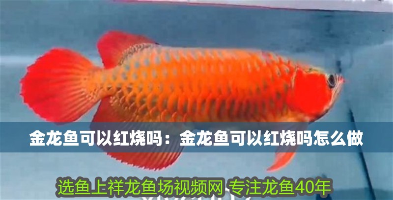 金龍魚(yú)可以紅燒嗎：金龍魚(yú)可以紅燒嗎怎么做
