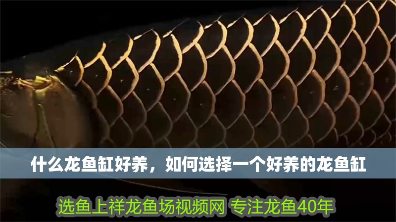 什么龍魚缸好養(yǎng)，如何選擇一個好養(yǎng)的龍魚缸