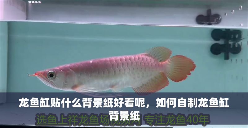 龍魚缸貼什么背景紙好看呢，如何自制龍魚缸背景紙