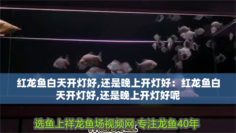 紅龍魚(yú)白天開(kāi)燈好,還是晚上開(kāi)燈好：紅龍魚(yú)白天開(kāi)燈好,還是晚上開(kāi)燈好呢