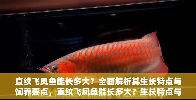 直紋飛鳳魚能長多大？全面解析其生長特點與飼養要點，直紋飛鳳魚能長多大？生長特點與飼養要點全解析