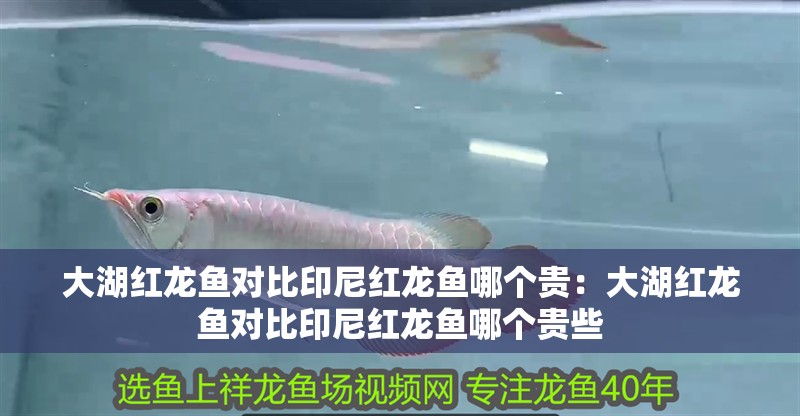 大湖紅龍魚對比印尼紅龍魚哪個貴：大湖紅龍魚對比印尼紅龍魚哪個貴些 大湖紅龍魚對比印尼紅龍魚哪個貴：大湖紅龍魚對比印尼紅龍魚哪個貴些 水族問答