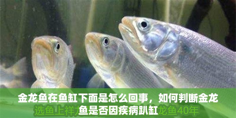 金龍魚在魚缸下面是怎么回事，如何判斷金龍魚是否因疾病趴缸