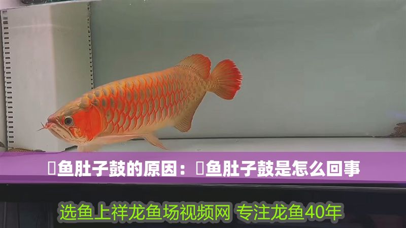 魟魚(yú)肚子鼓的原因：魟魚(yú)肚子鼓是怎么回事