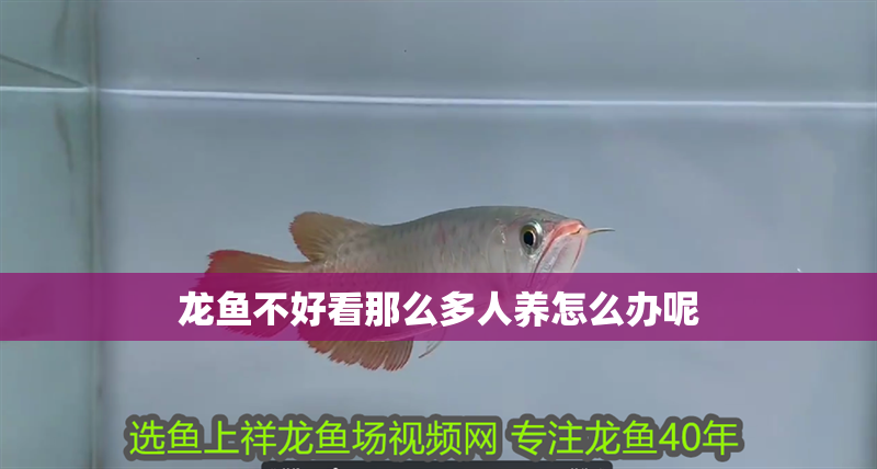 龍魚不好看那么多人養怎么辦呢