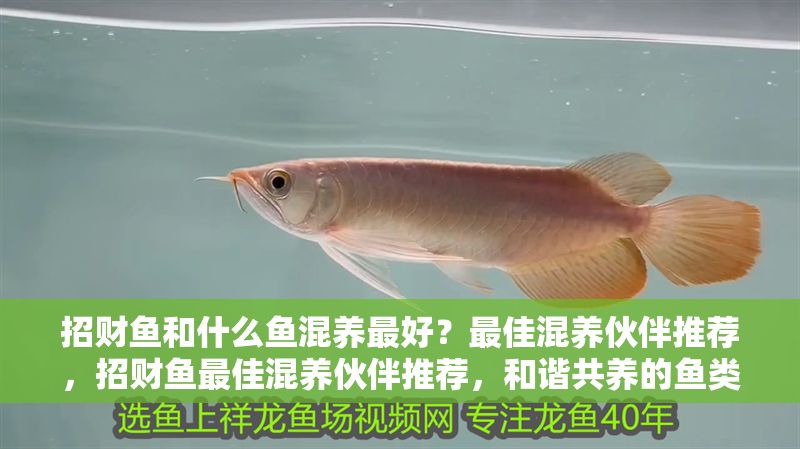 招財魚和什么魚混養(yǎng)最好？最佳混養(yǎng)伙伴推薦，招財魚最佳混養(yǎng)伙伴推薦，和諧共養(yǎng)的魚類選擇