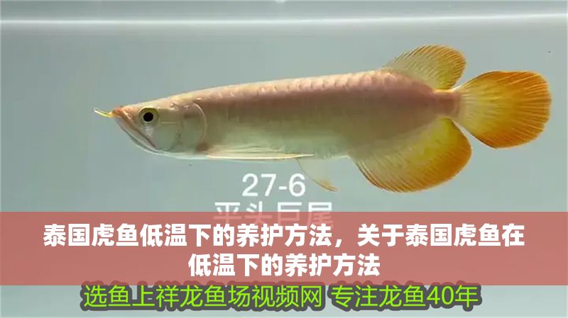 泰國虎魚低溫下的養護方法，關于泰國虎魚在低溫下的養護方法
