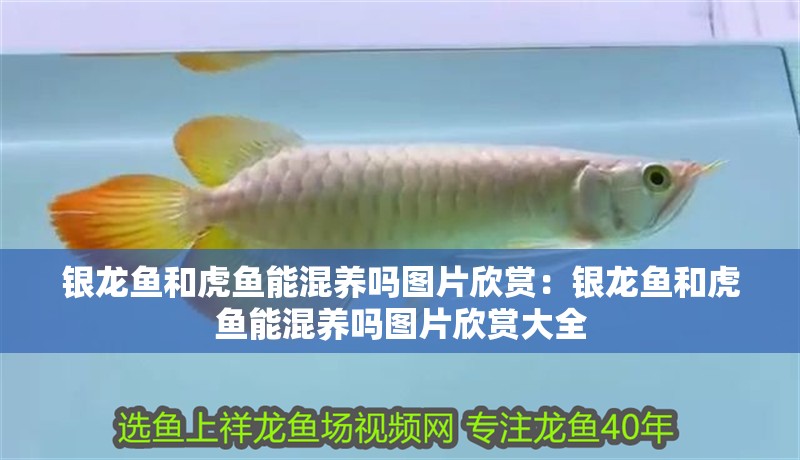 銀龍魚和虎魚能混養嗎圖片欣賞：銀龍魚和虎魚能混養嗎圖片欣賞大全