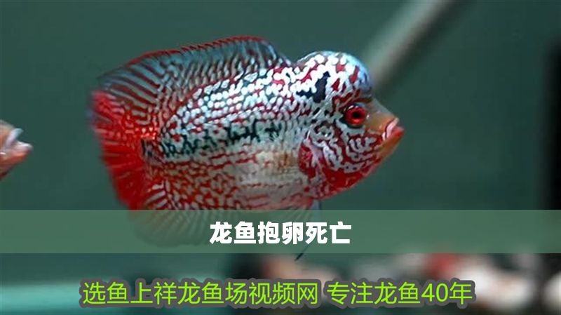 龍魚抱卵死亡