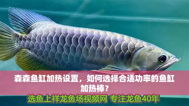 森森魚缸加熱設置，如何選擇合適功率的魚缸加熱棒？