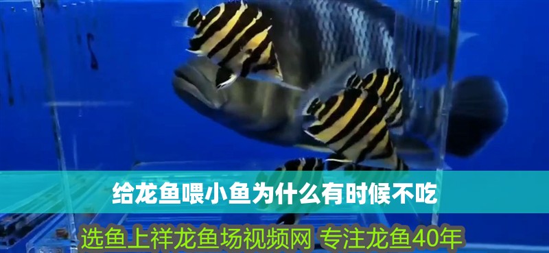 給龍魚喂小魚為什么有時候不吃