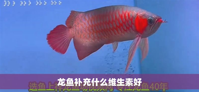 龍魚補充什么維生素好