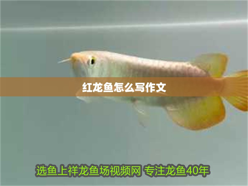 紅龍魚怎么寫作文 紅龍魚怎么寫作文 龍魚百科 第1張