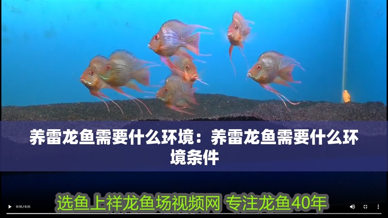 養雷龍魚需要什么環境：養雷龍魚需要什么環境條件
