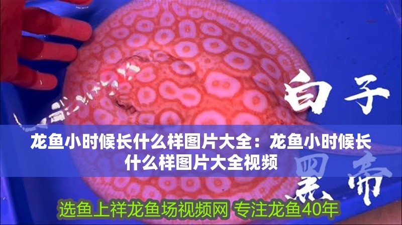 龍魚小時(shí)候長什么樣圖片大全：龍魚小時(shí)候長什么樣圖片大全視頻