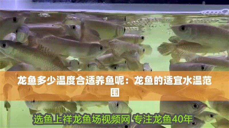 龍魚多少溫度合適養魚呢：龍魚的適宜水溫范圍