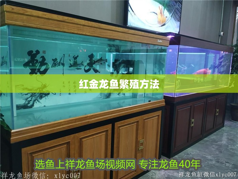 紅金龍魚繁殖方法