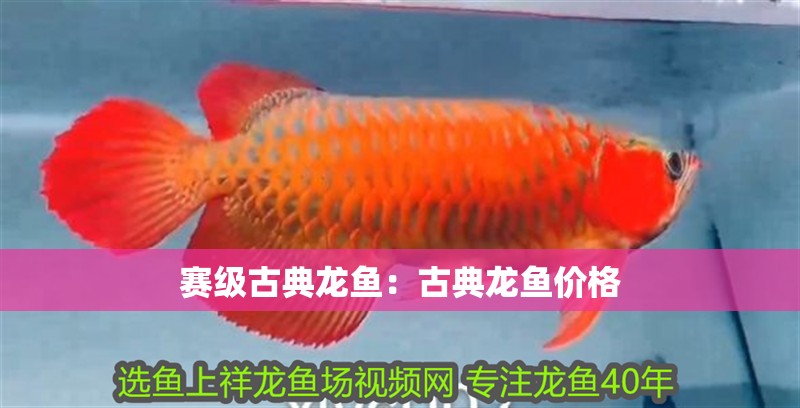 賽級古典龍魚：古典龍魚價格