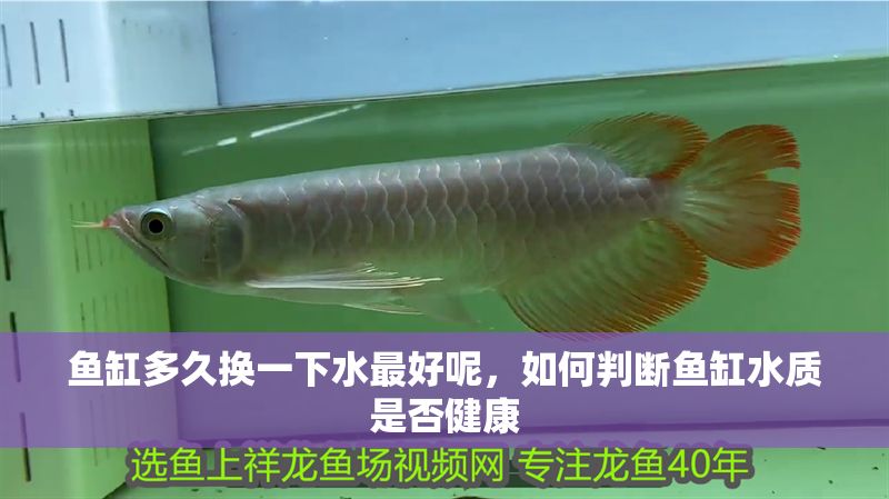 魚缸多久換一下水最好呢，如何判斷魚缸水質是否健康