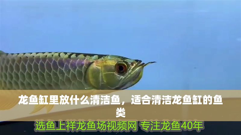 龍魚缸里放什么清潔魚,適合清潔龍魚缸的魚類 魚缸百科 第2張 龍魚缸里放什么清潔魚,適合清潔龍魚缸的魚類 龍魚缸里放什么清潔魚,適合清潔龍魚缸的魚類 魚缸百科 第2張