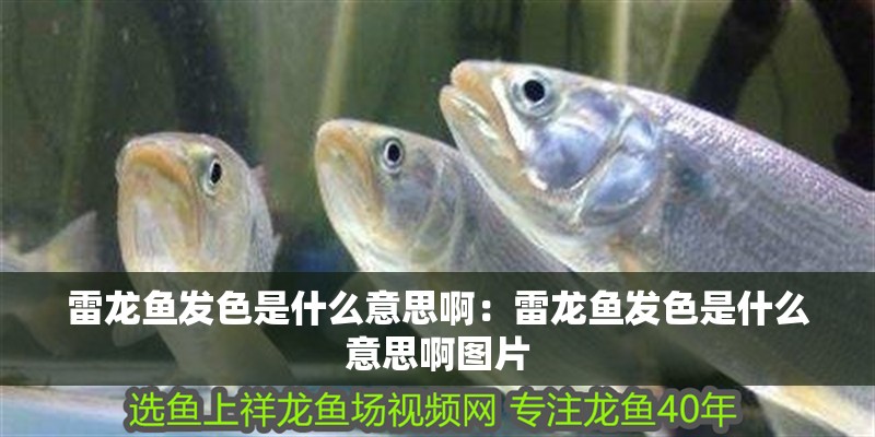 雷龍魚發色是什么意思啊：雷龍魚發色是什么意思啊圖片