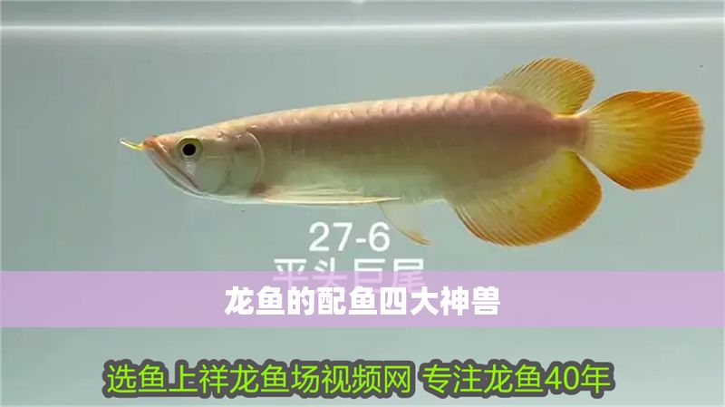 龍魚的配魚四大神獸