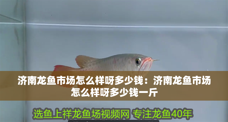 濟南龍魚市場怎么樣呀多少錢：濟南龍魚市場怎么樣呀多少錢一斤