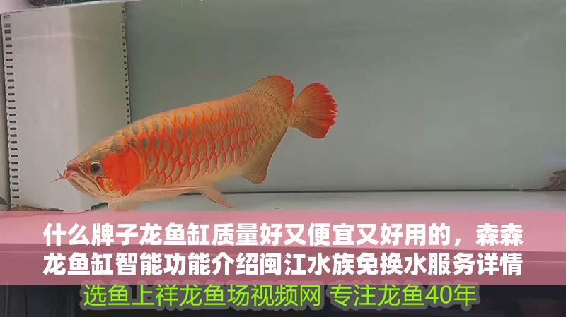 什么牌子龍魚缸質量好又便宜又好用的，森森龍魚缸智能功能介紹閩江水族免換水服務詳情