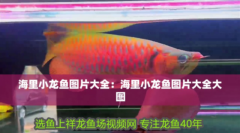 海里小龍魚圖片大全：海里小龍魚圖片大全大圖