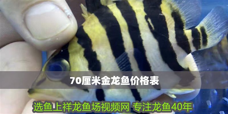 70厘米金龍魚價格表