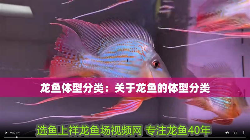 龍魚體型分類：關于龍魚的體型分類 龍魚體型分類：關于龍魚的體型分類 龍魚百科 第2張