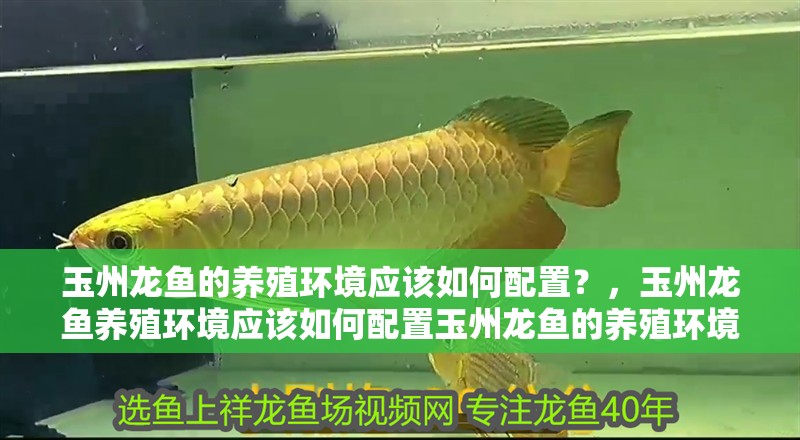 魚缸用增氧泵價格是多少:魚缸增氧機-xtrac增氧機-xtrac增氧機 玉州龍魚的養殖環境應該如何配置?,玉州龍魚養殖環境應該如何配置玉州龍魚的養殖環境配置 龍魚百科 玉州龍魚的養殖環境應該如何配置?,玉州龍魚養殖環境應該如何配置玉州龍魚的養殖環境配置 玉州龍魚的養殖環境應該如何配置?,玉州龍魚養殖環境應該如何配置玉州龍魚的養殖環境配置 龍魚百科