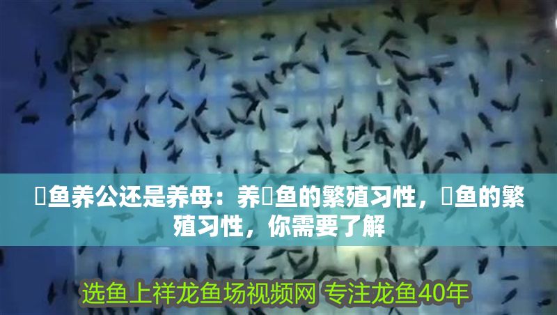 魟魚養公還是養母：養魟魚的繁殖習性，魟魚的繁殖習性，你需要了解