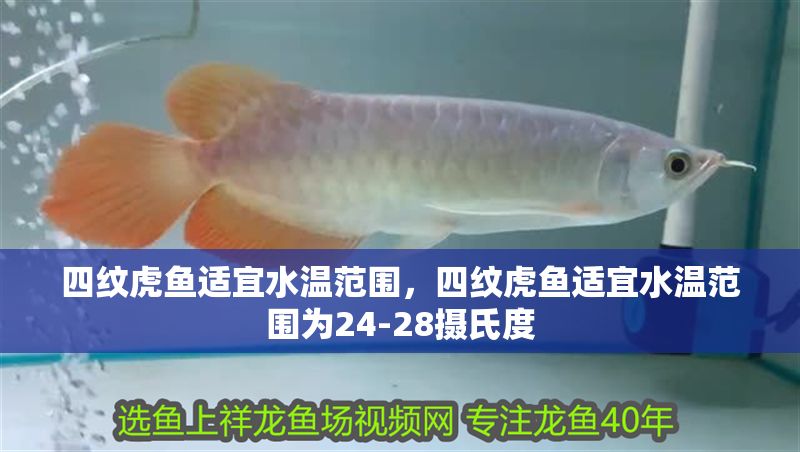 四紋虎魚適宜水溫范圍，四紋虎魚適宜水溫范圍為24-28攝氏度 四紋虎魚適宜水溫范圍，四紋虎魚適宜水溫范圍為24-28攝氏度 虎魚百科 第1張
