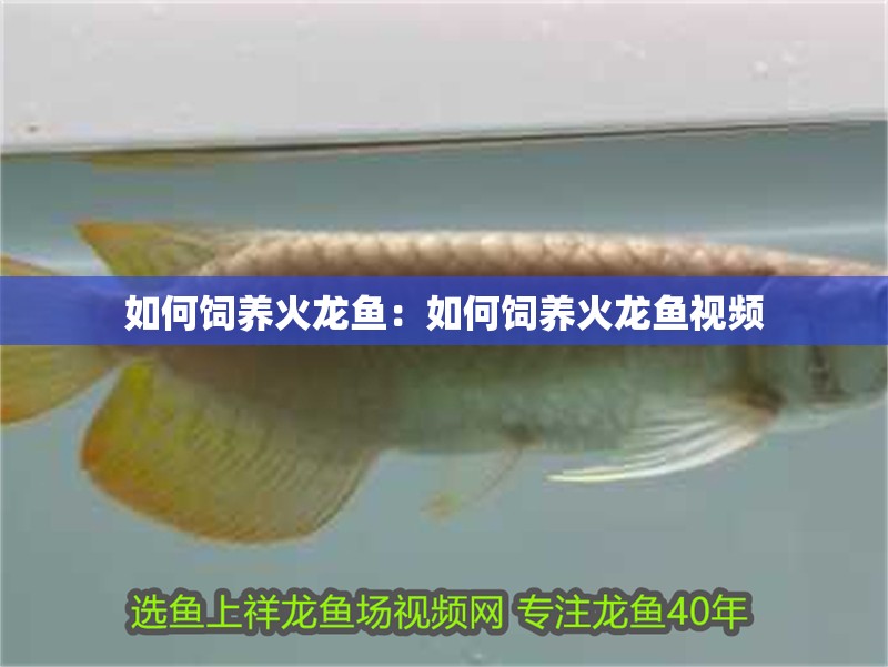 如何飼養火龍魚：如何飼養火龍魚視頻
