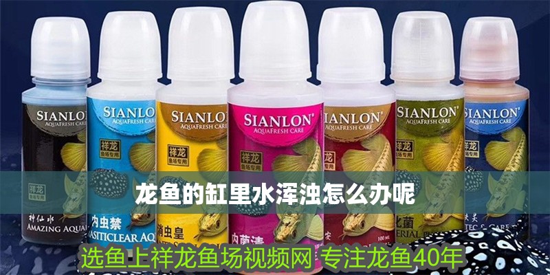 龍魚的缸里水渾濁怎么辦呢