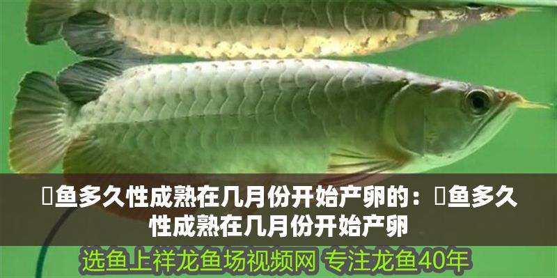 魟魚(yú)多久性成熟在幾月份開(kāi)始產(chǎn)卵的：魟魚(yú)多久性成熟在幾月份開(kāi)始產(chǎn)卵