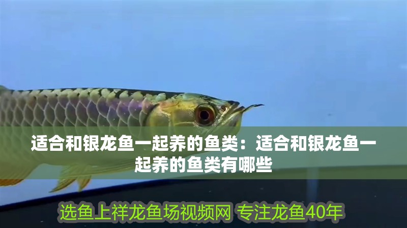 適合和銀龍魚一起養(yǎng)的魚類：適合和銀龍魚一起養(yǎng)的魚類有哪些
