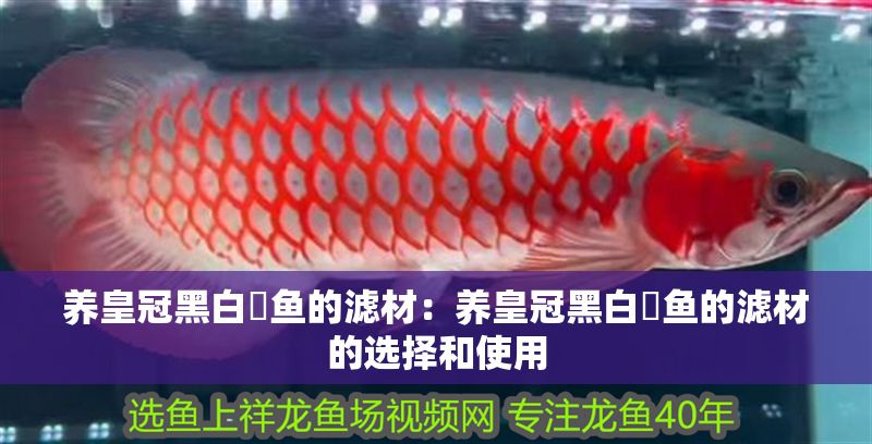 養皇冠黑白魟魚的濾材：養皇冠黑白魟魚的濾材的選擇和使用