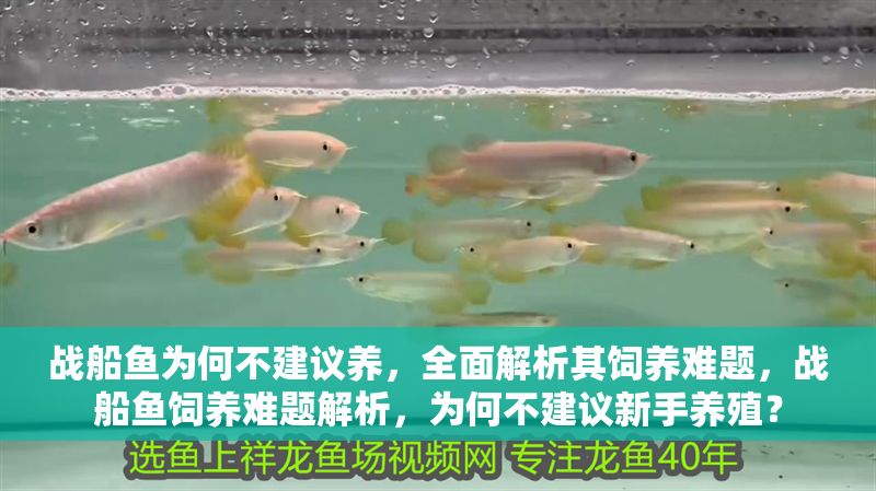 戰船魚為何不建議養，全面解析其飼養難題，戰船魚飼養難題解析，為何不建議新手養殖？
