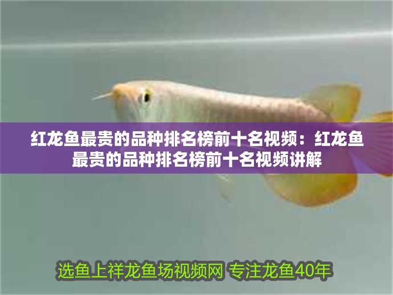 紅龍魚最貴的品種排名榜前十名視頻：紅龍魚最貴的品種排名榜前十名視頻講解