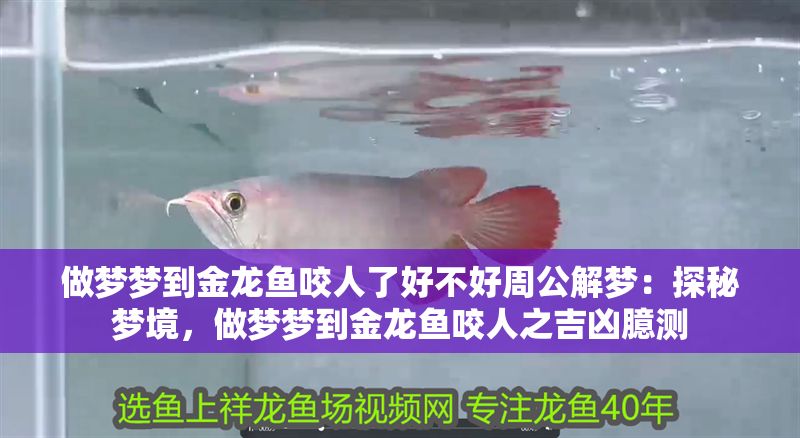 做夢夢到金龍魚咬人了好不好周公解夢：探秘夢境，做夢夢到金龍魚咬人之吉兇臆測
