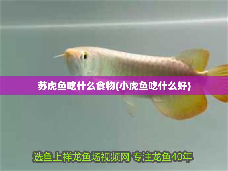 蘇虎魚吃什么食物(小虎魚吃什么好)