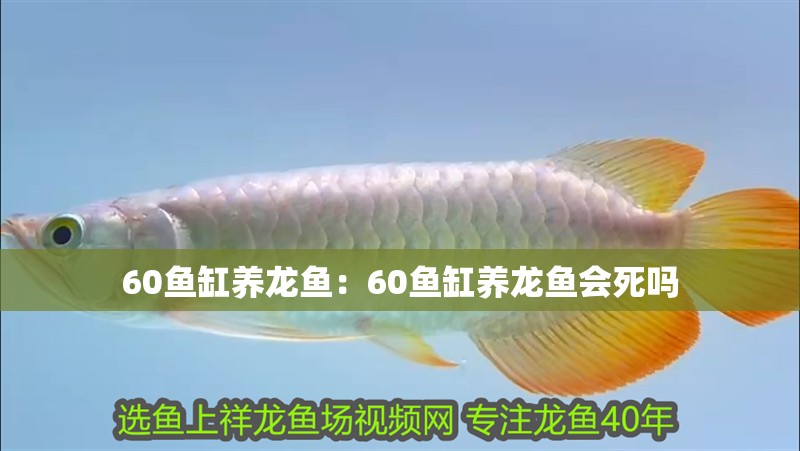 60魚缸養龍魚：60魚缸養龍魚會死嗎