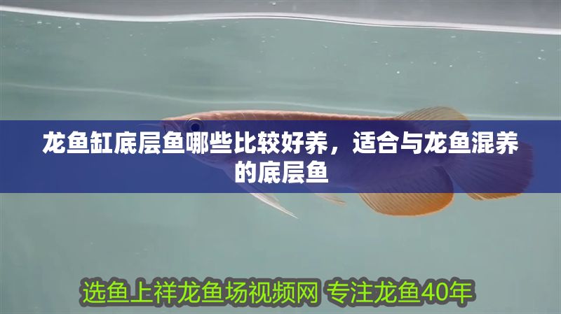 龍魚缸底層魚哪些比較好養，適合與龍魚混養的底層魚