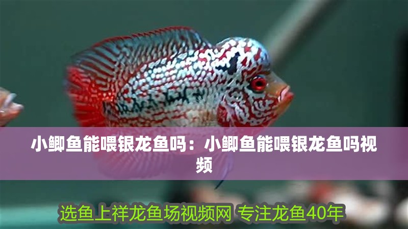 小鯽魚能喂銀龍魚嗎：小鯽魚能喂銀龍魚嗎視頻