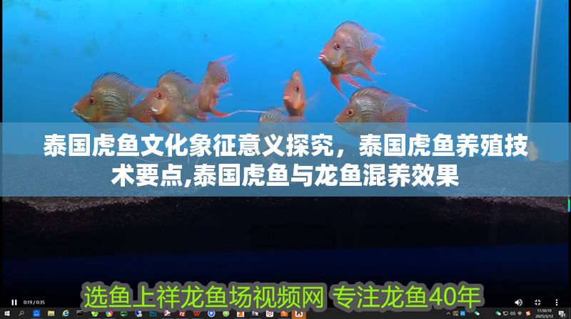 泰國虎魚文化象征意義探究，泰國虎魚養殖技術要點,泰國虎魚與龍魚混養效果